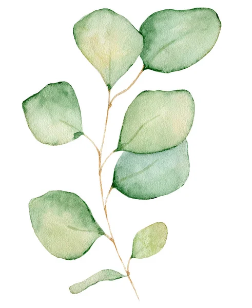 Aquarel eucalyptus verlaat illustratie geïsoleerd op de witte achtergrond — Stockfoto