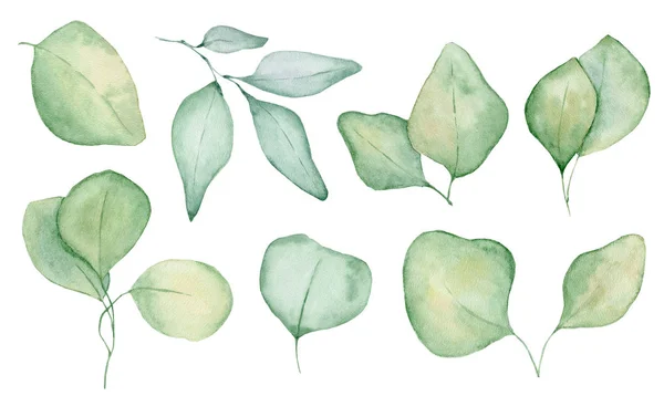 Akwarela liści eukaliptusa ilustracja na białym tle — Zdjęcie stockowe