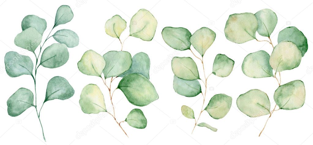 Watercolor eucalyptus leaves illustration isolated on the white background