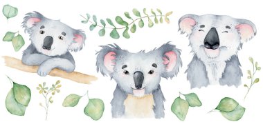 Koala ayı sevimli hayvan karakteri suluboya illüstrasyon