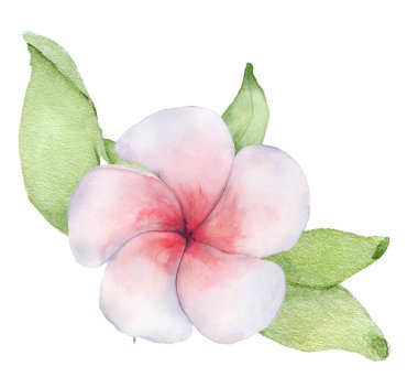 Yeşil lwaves ile suluboya tropikal çiçek. 