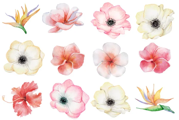Akvarell tropiska blommor set. — Stockfoto