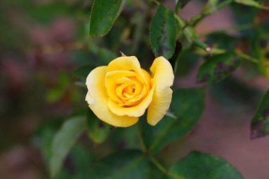 Bahçedeki güzel gül çiçeği