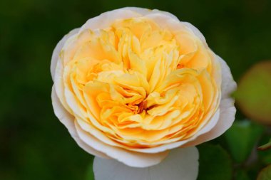 Bahçedeki güzel gül çiçeği