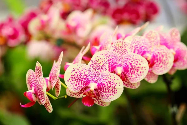 Krásný Květ Orchideje Tropické Zahradě — Stock fotografie