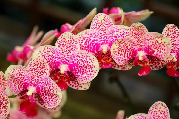 Krásný Květ Orchideje Tropické Zahradě — Stock fotografie