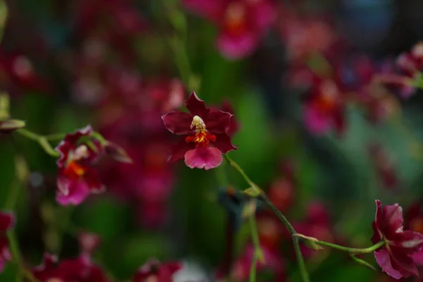 热带花园中的美丽兰花花 — 图库照片