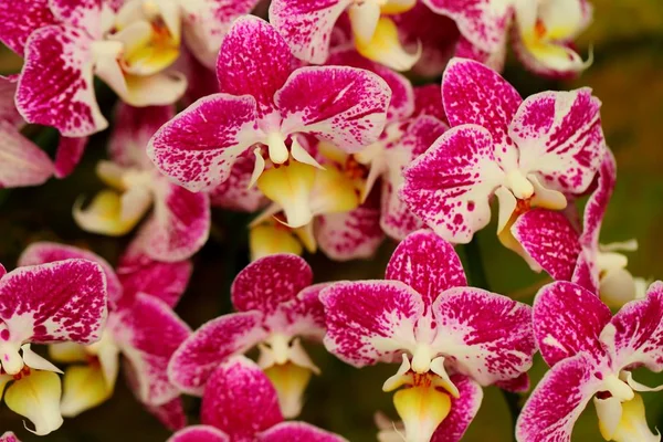 Krásný Květ Orchideje Tropické Zahradě — Stock fotografie