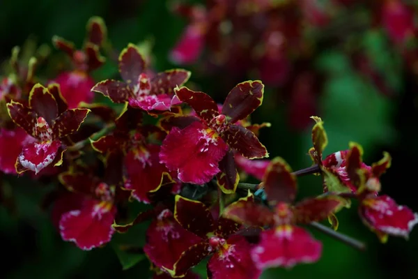 Krásný Květ Orchideje Tropické Zahradě — Stock fotografie