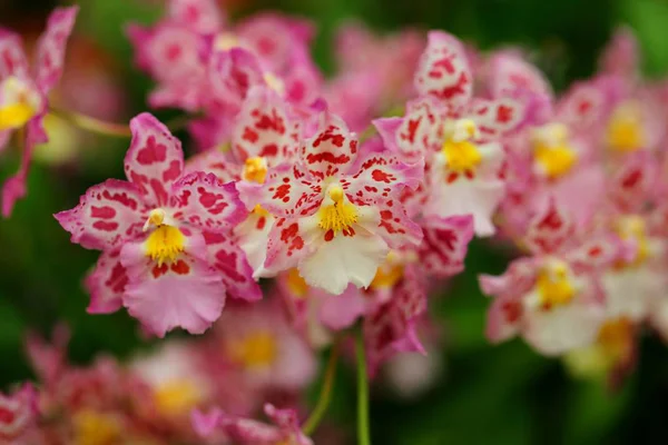 Krásný Květ Orchideje Tropické Zahradě — Stock fotografie