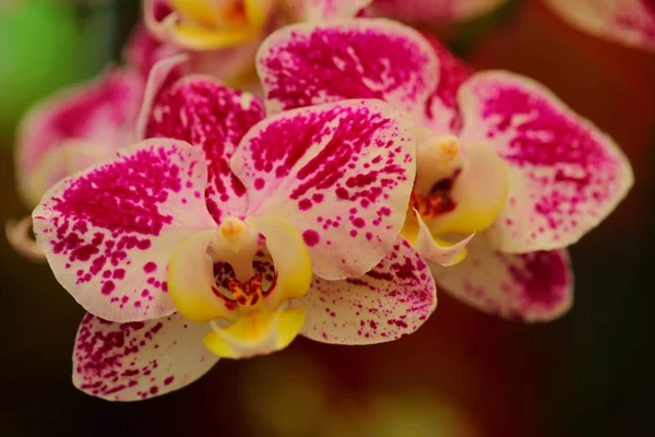 Krásný Květ Orchideje Tropické Zahradě — Stock fotografie