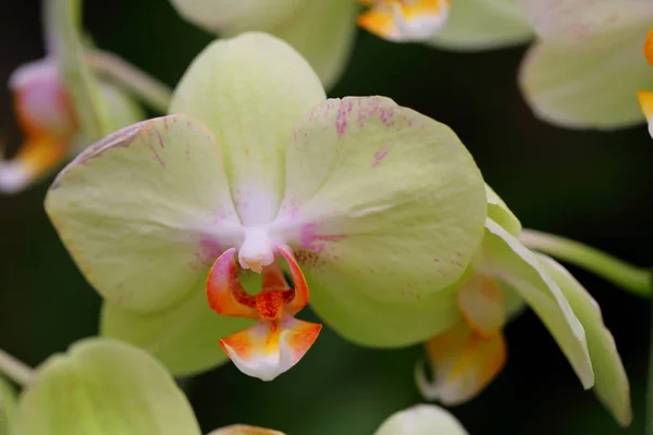 Krásný Květ Orchideje Tropické Zahradě — Stock fotografie