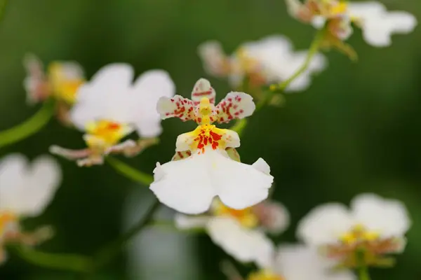 Krásný Květ Orchideje Tropické Zahradě — Stock fotografie