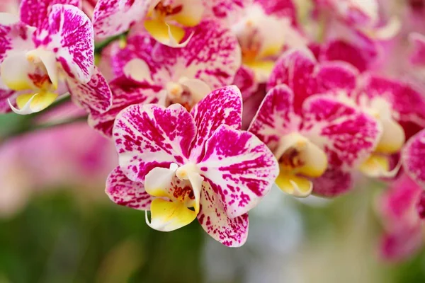 Krásný Květ Orchideje Tropické Zahradě — Stock fotografie