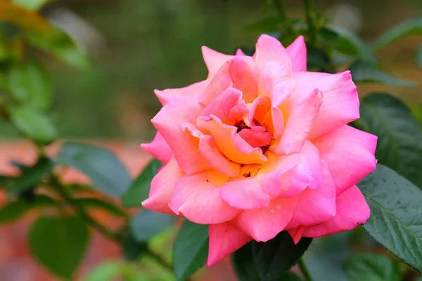 Vacker Ros Blomma Trädgården — Stockfoto