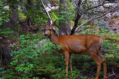 Katır geyiği kadın doe Rocky Dağı Milli Parkı, Colorado, U '