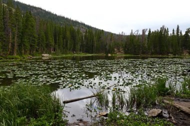 Su lillies perisi göl, Rocky Dağı Milli Parkı, Colorado, ABD