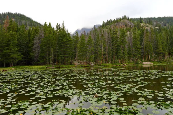 Lillies Води Озері Німфи Скелясті Гори Колорадо Сша — стокове фото