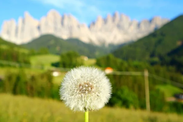 Closed Bud of a dandelion. White dandelion with blurry background of Dolomites Italy
