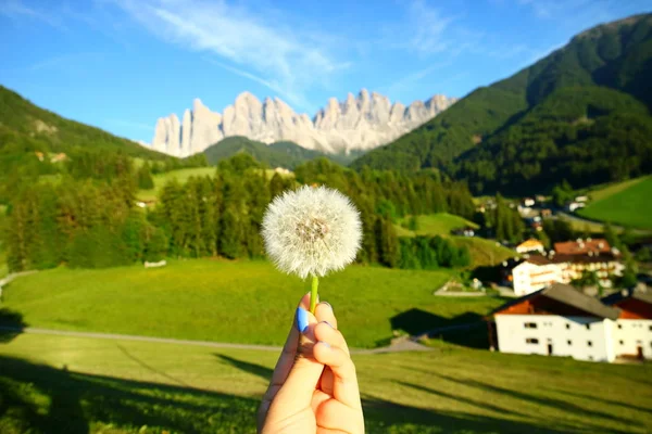 Closed Bud of a dandelion. White dandelion with blurry background of Dolomites Italy