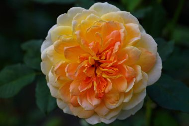 Bahçedeki güzel gül çiçeği