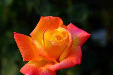 Bahçedeki güzel gül çiçeği