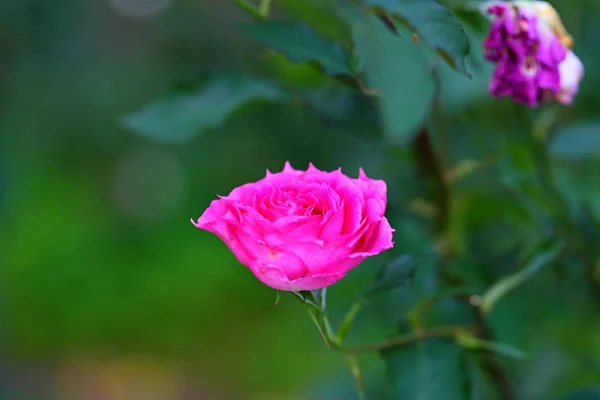 Piękny Kwiat Róży Ogrodzie — Zdjęcie stockowe