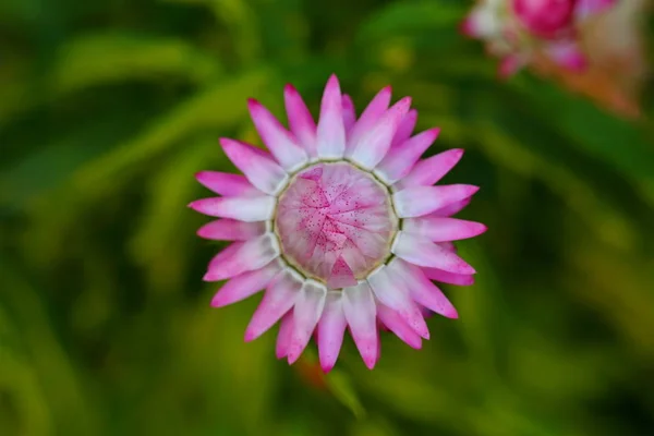 在花园里收拾美丽的雏菊 — 图库照片