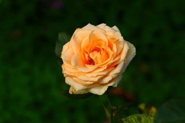 Hermosa Flor Rosa Jardín — Foto de Stock