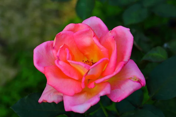 Vacker Ros Blomma Trädgården — Stockfoto