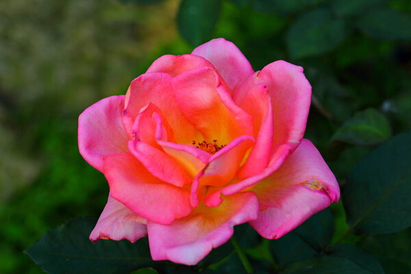 Beautiful Rose flower in the garden