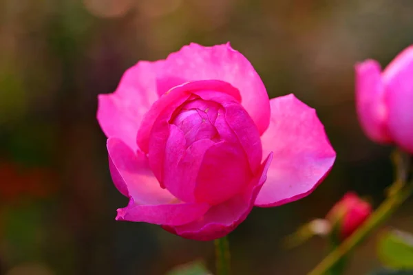 Schöne Rosenblüte Garten — Stockfoto