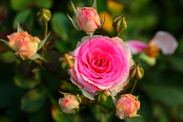 Vacker Ros Blomma Trädgården — Stockfoto