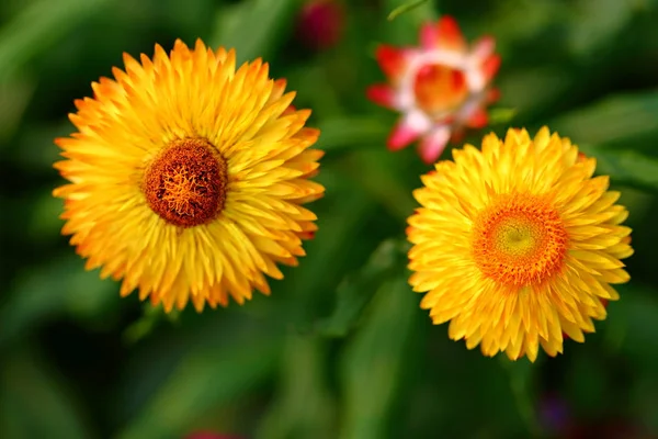 Cerca Hermosa Flor Margarita Jardín — Foto de Stock