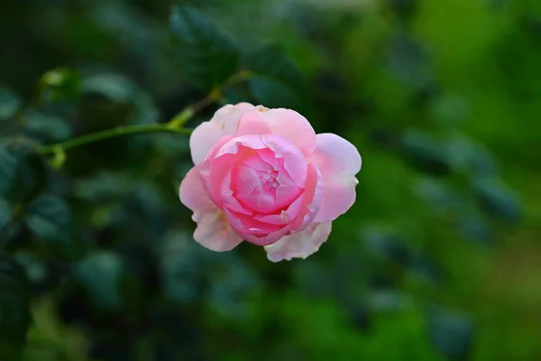 庭の美しいバラの花 — ストック写真