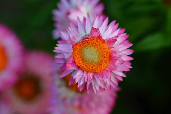 Cerca Hermosa Flor Margarita Jardín — Foto de Stock