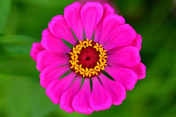 Bliska Piękna Stokrotka Kwiat Ogrodzie — Zdjęcie stockowe