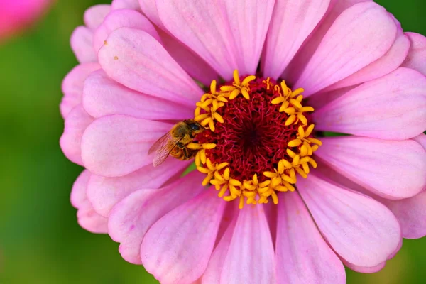 Hautnah Schöne Gänseblümchenblümchen Garten — Stockfoto