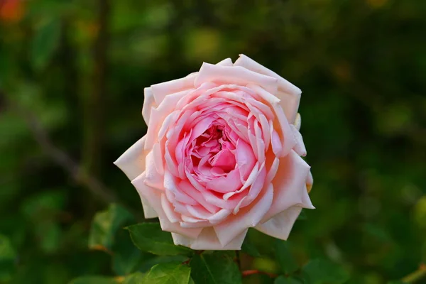 Hermosa Flor Rosa Jardín — Foto de Stock