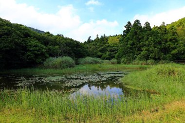 Qingtiangang Çayırı yakınlarındaki Jingshan köprüsü, Yangmingshan, Tayvan 