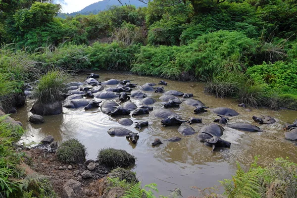 Water Buffalo Qingtiangang Grassland Yangmingshan Taiwan — Stock Photo, Image