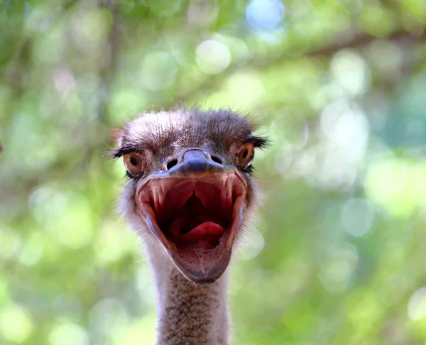 Retrato Uma Avestruz Uma Fazenda Cara Avestruz Perto — Fotografia de Stock