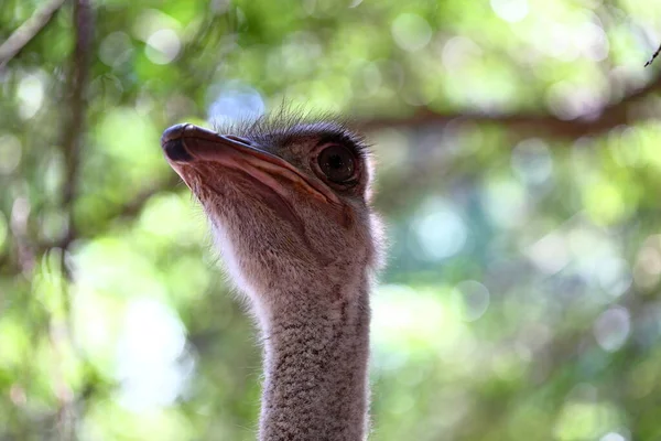 Portrait Une Autruche Dans Une Ferme Visage Autruche Gros Plan — Photo