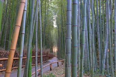 Arashiyama Bambu Ormanı, Sagaogurayama Tabuchiyamacho, Ukyo, Kyoto, Japonya 'da bambu ormanları ile popüler bir yoldur.