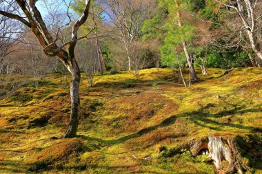 Tenryu-ji 'deki bahçe, Arashiyama' daki saygıdeğer bir Zen tapınağı, Susukinobabacho, Sagatenryuji, Ukyo Ward, Kyoto, Japonya