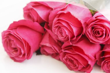 gül tomurcukları yakın çekim