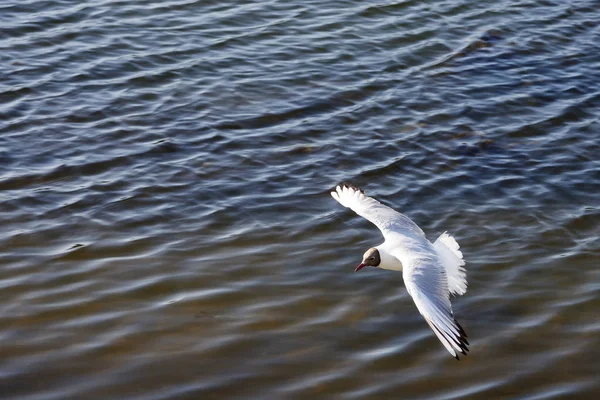 Vitmås Som Flyger Över Vattnet — Stockfoto