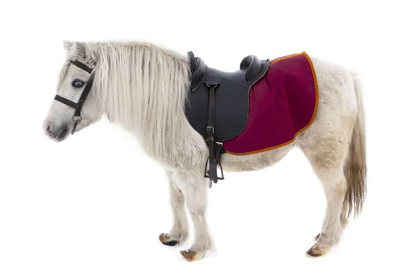 Pony Weinig Paard Geïsoleerd Witte Achtergrond — Stockfoto