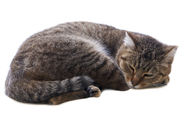 sleeping cat curled up isolated on white background