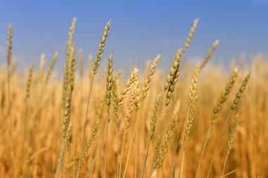 Mavi gökyüzüne karşı buğday kulakları